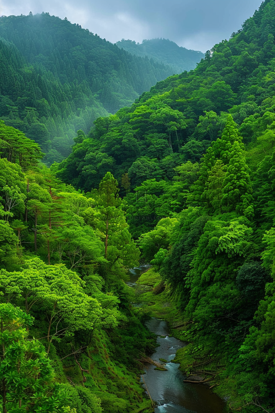 山林森林绿色大自然风景摄影图