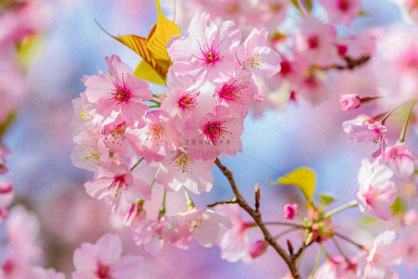 春天粉色樱花唯美风景春分立春惊蛰摄影图 春天粉色樱花唯美风景春分立春惊蛰摄影图