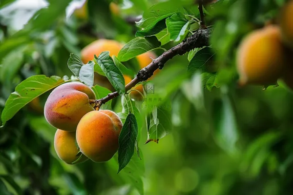 杏树黄杏果树摄影图