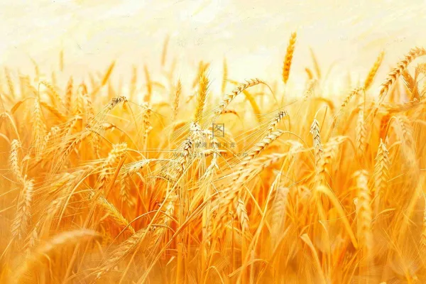 金黄的麦田小麦麦穗芒种秋收秋分摄影图