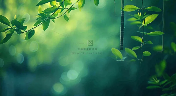 绿色树叶意境模糊光照叶子，春天夏日，春分立夏摄影图