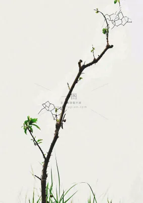 简约白底户外枝叶树枝,极简中国风,立冬摄影图 简约白底户外枝叶树枝,极简中国风,立冬摄影图