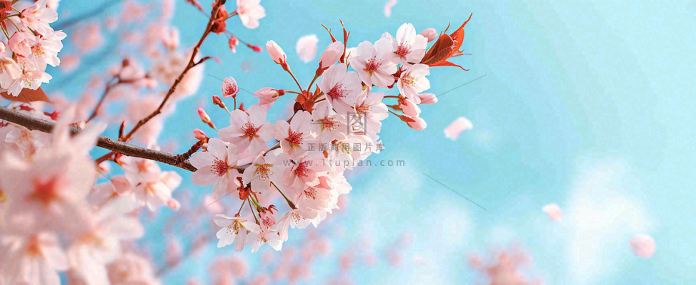 唯美粉色樱花花瓣春天浪漫梦幻蓝色，春分惊蛰摄影图