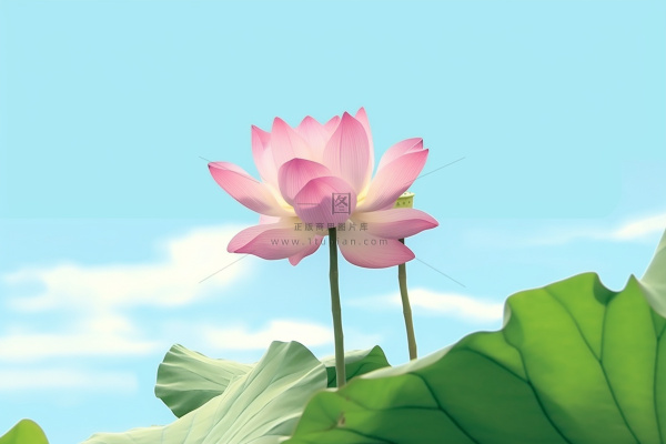 清新阳光荷花荷叶天空白云背景 清新阳光荷花荷叶天空白云背景