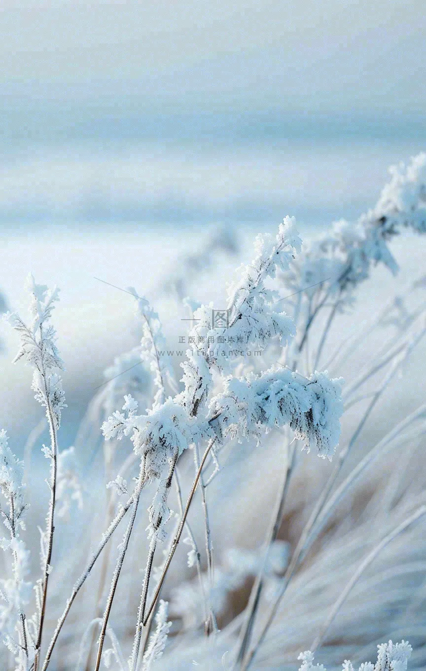 冬天白雪地里的芦苇植物小寒大寒寒露霜降摄影图