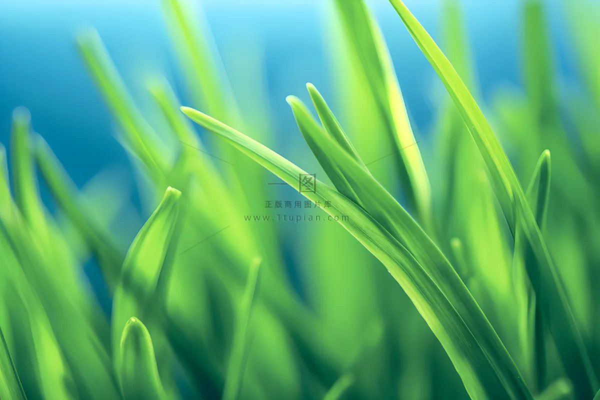 小草嫩叶嫩芽绿色海报素材背景