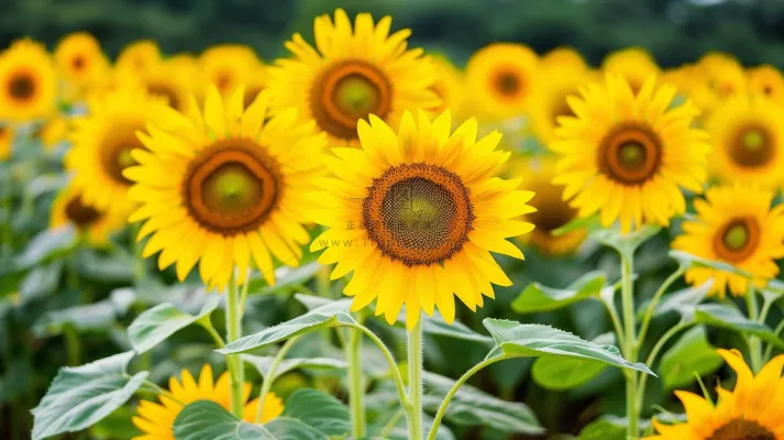 向日葵向阳鲜花摄影图