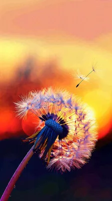 春天落日户外分散种子蒲公英夕阳晚霞摄影图