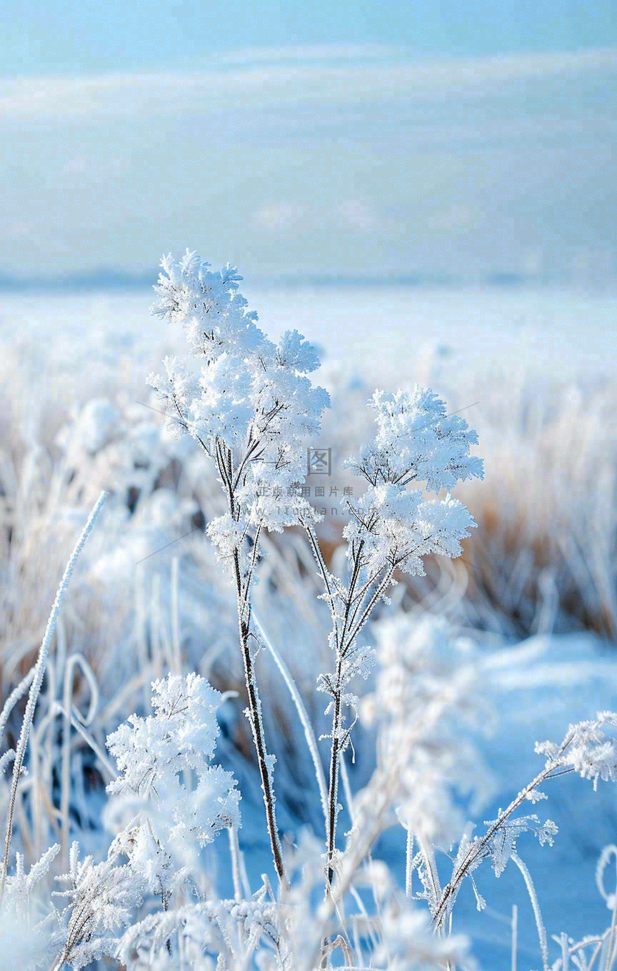 冬天白雪地里的芦苇植物小寒大寒寒露霜降摄影图