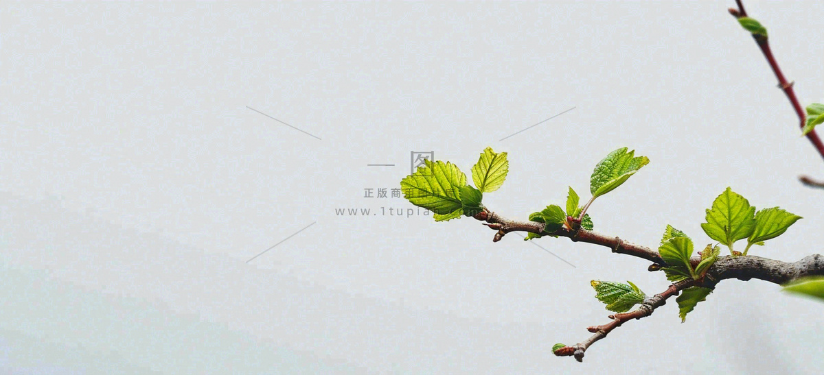 春天枝叶萌芽发芽绿叶,简约清新立春摄影图
