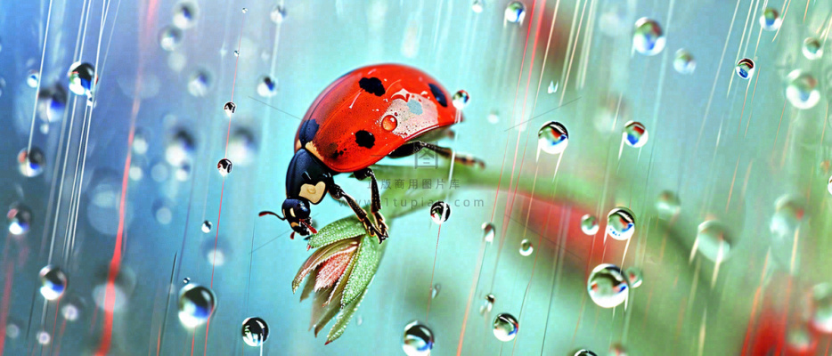 雨天雨水水珠上七星瓢虫动物爬行，彩色渐变摄影图