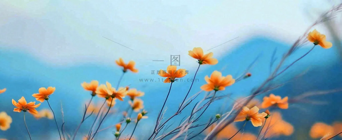 简约橙色小花鲜花，蓝色天空山脉虚幻意境摄影图