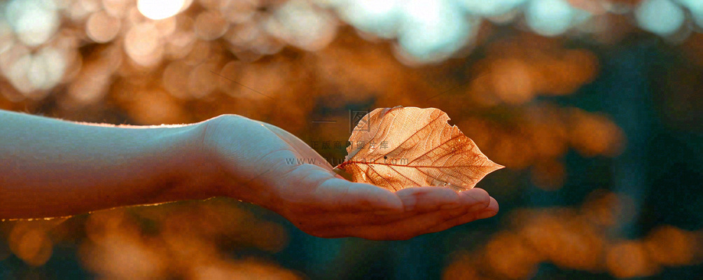 秋天手拿秋叶落日光照，温馨特写，立秋秋分摄影图
