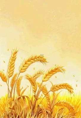 农田里金黄的麦穗稻穗收成卡通插画芒种世界粮食日插画背景 农田里金黄的麦穗稻穗收成卡通插画芒种世界粮食日插画背景