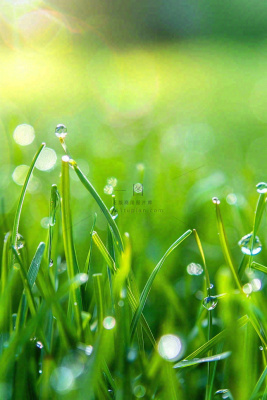 春天绿草地草坪绿叶上的露珠清晨立春惊蛰谷雨摄影图 春天绿草地草坪绿叶上的露珠清晨立春惊蛰谷雨摄影图
