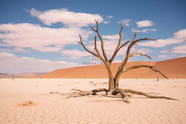 干旱干枯树木缺水干裂土地摄影图