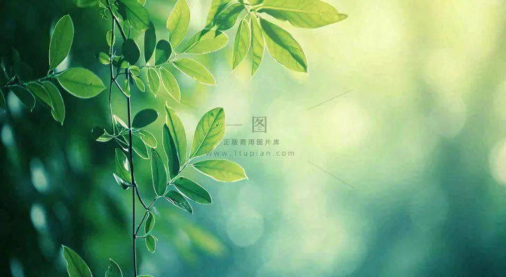 绿色树叶意境模糊光照叶子，春天夏日，春分立夏摄影图