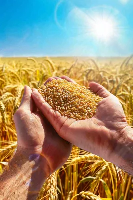 金黄的稻田手捧粮食珍惜粮食芒种世界粮食日摄影图 金黄的稻田手捧粮食珍惜粮食芒种世界粮食日摄影图