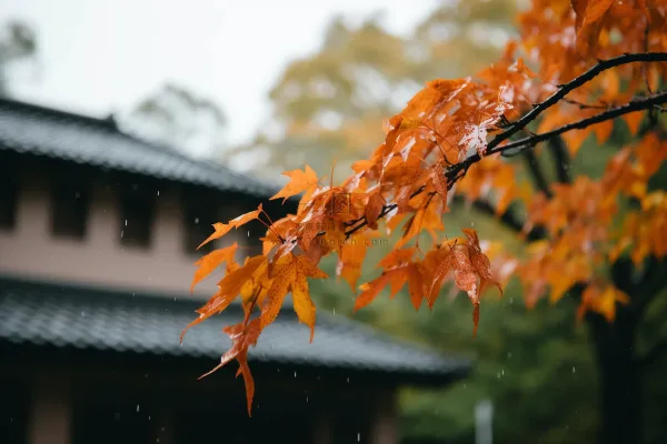 秋末雨过红枫叶苏州庭院风景摄影图