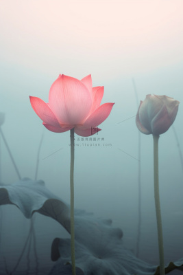 中国风雾面荷花粉色大气背景 中国风雾面荷花粉色大气背景