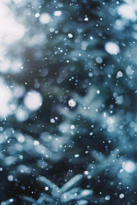 冬季下雪天寒冷树林松树小雪大雪小寒摄影图 冬季下雪天寒冷树林松树小雪大雪小寒摄影图