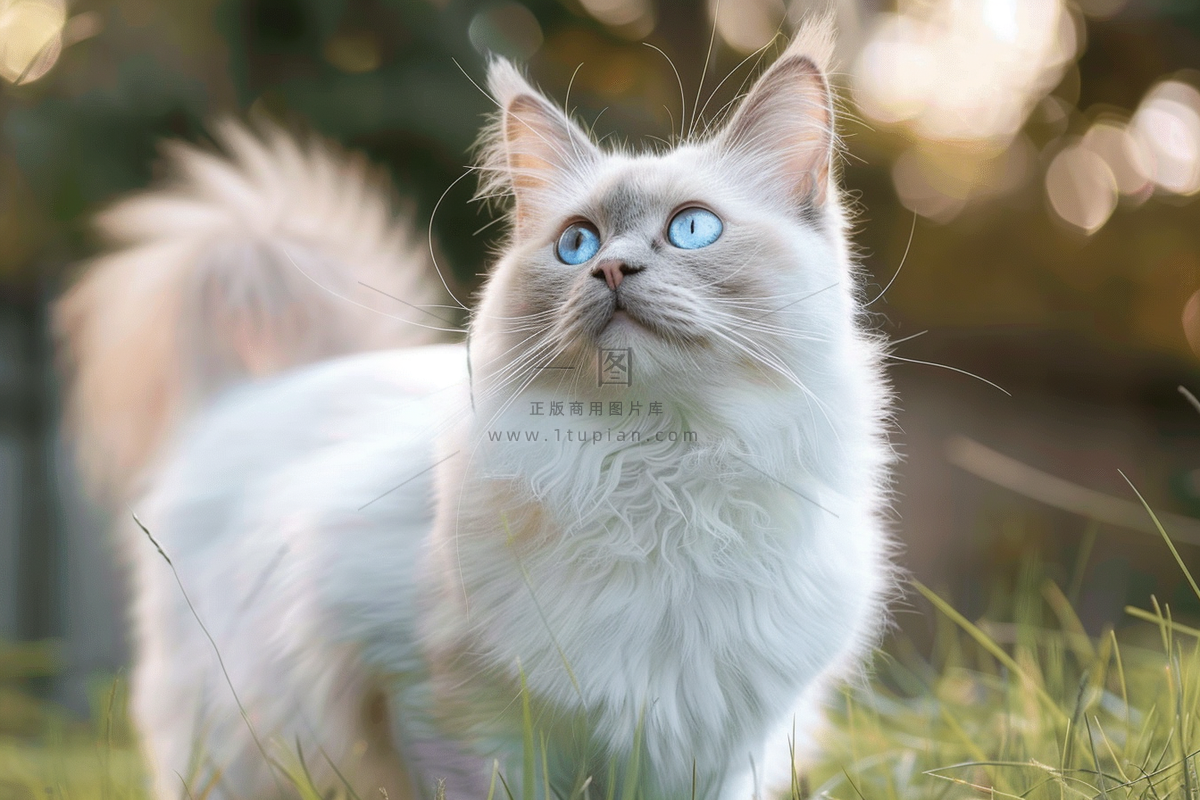 猫咪宠物猫可爱动物摄影图