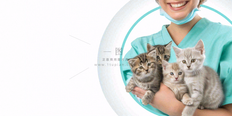 宠物医院猫狗生病救治摄影图 宠物医院猫狗生病救治摄影图
