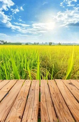 绿油油的农田稻田木板栈道粮食小满芒种世界粮食日摄影图