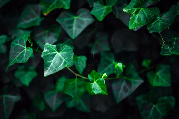 清新绿叶绿植植物叶子特写立夏夏至大暑春夏摄影图