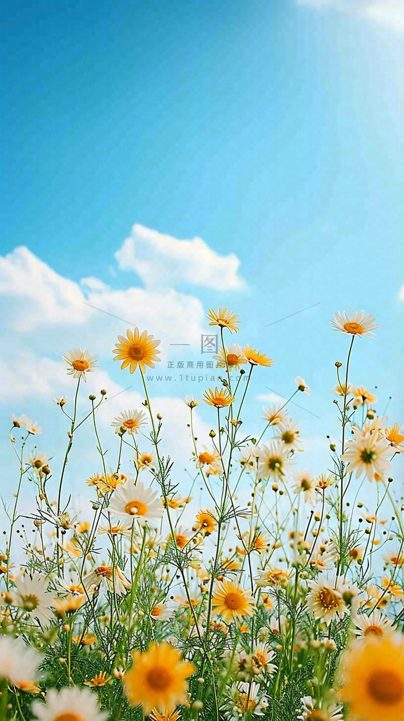 城市晴天阳光鲜花春天蓝天白云,立夏小满