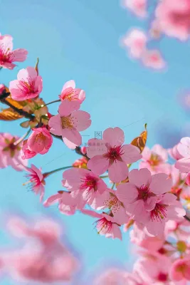 春天樱花盛开粉色浪漫唯美立春春分惊蛰摄影图 春天樱花盛开粉色浪漫唯美立春春分惊蛰摄影图