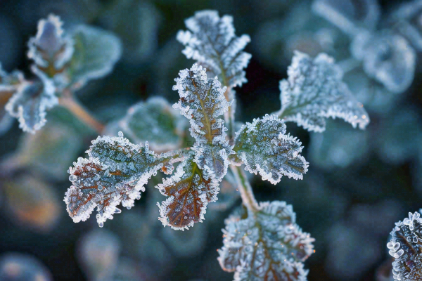 冬季植物叶片上的白色雪霜霜降小寒寒露摄影图