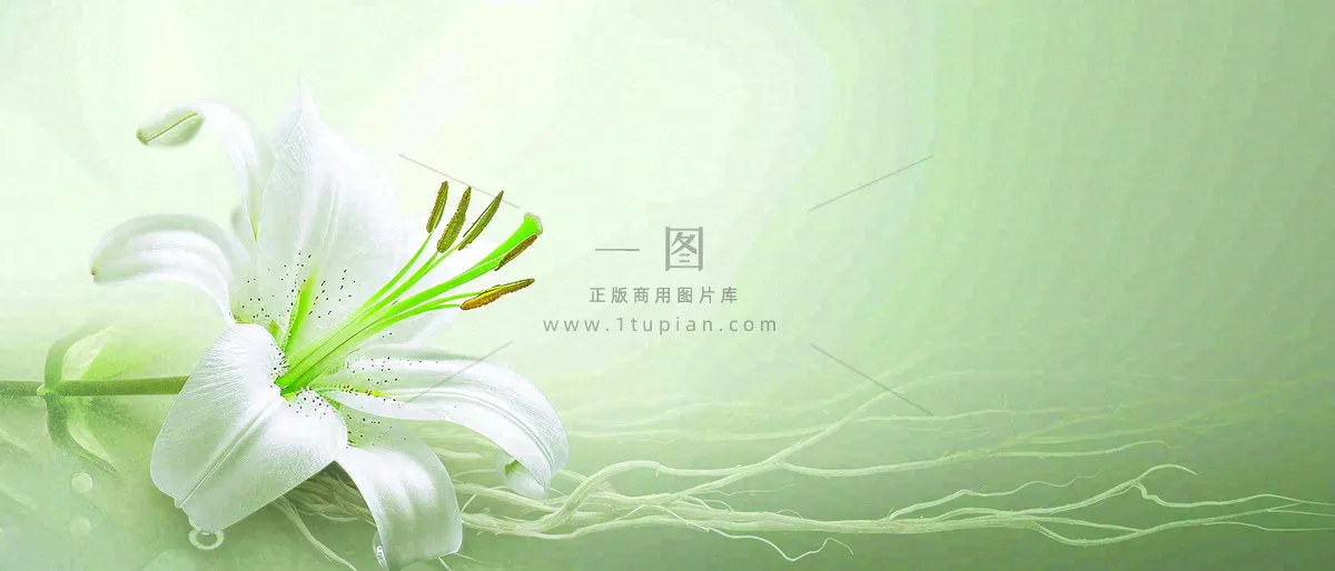 白色鲜花百合花鲜花意境简约，教师节淡雅摄影图