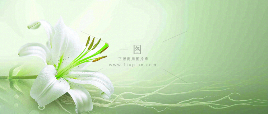 白色鲜花百合花鲜花意境简约,教师节淡雅摄影图 白色鲜花百合花鲜花意境简约,教师节淡雅摄影图