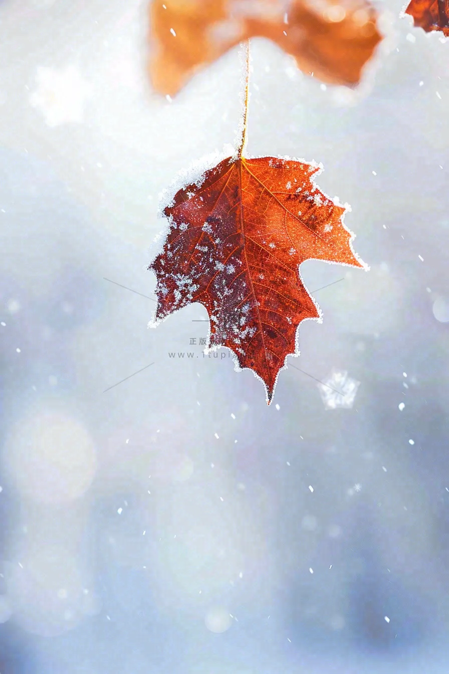 结满白霜雪花的树叶霜降摄影图
