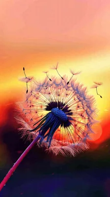 春天落日户外分散种子蒲公英夕阳晚霞摄影图