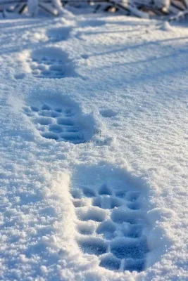 冬天雪地里的脚印蓝白色小雪大雪摄影图