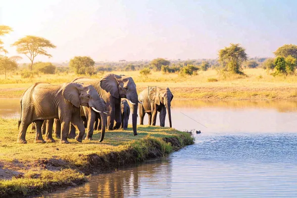 非洲大草原大象象群野生动物保护动物摄影图