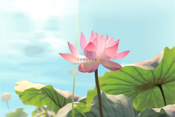 清新阳光荷花荷叶天空白云背景 清新阳光荷花荷叶天空白云背景