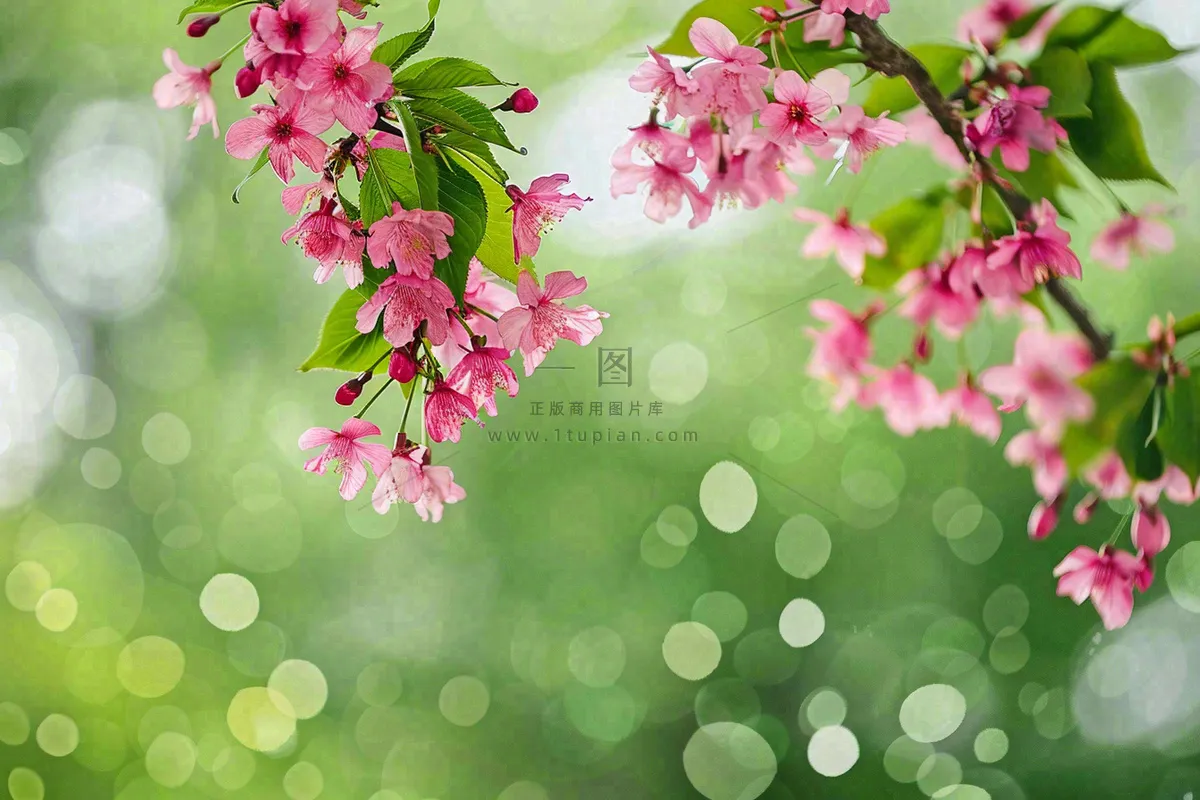 立春粉色花朵树枝绿色背景春分惊蛰摄影图
