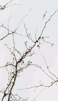 简约白底户外枝叶树枝,极简中国风,立冬摄影图 简约白底户外枝叶树枝,极简中国风,立冬摄影图