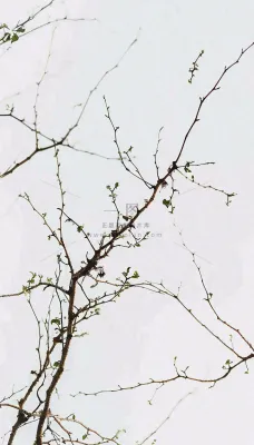 简约白底户外枝叶树枝,极简中国风,立冬摄影图 简约白底户外枝叶树枝,极简中国风,立冬摄影图
