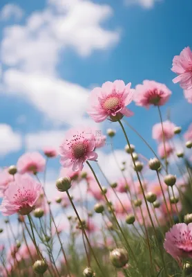 春夏蓝天白云花草绚丽摄影海报素材背景