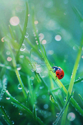 绿叶草丛露珠瓢虫昆虫雨水谷雨惊蛰摄影图 绿叶草丛露珠瓢虫昆虫雨水谷雨惊蛰摄影图