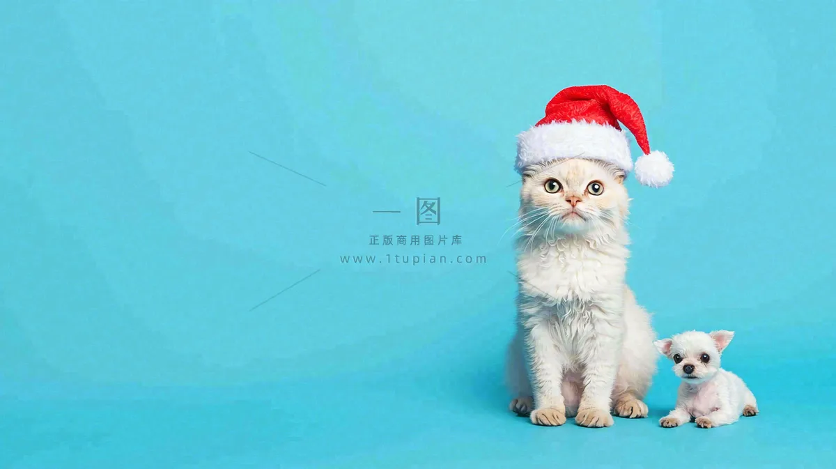 可爱的小猫萌宠宠物动物摄影图