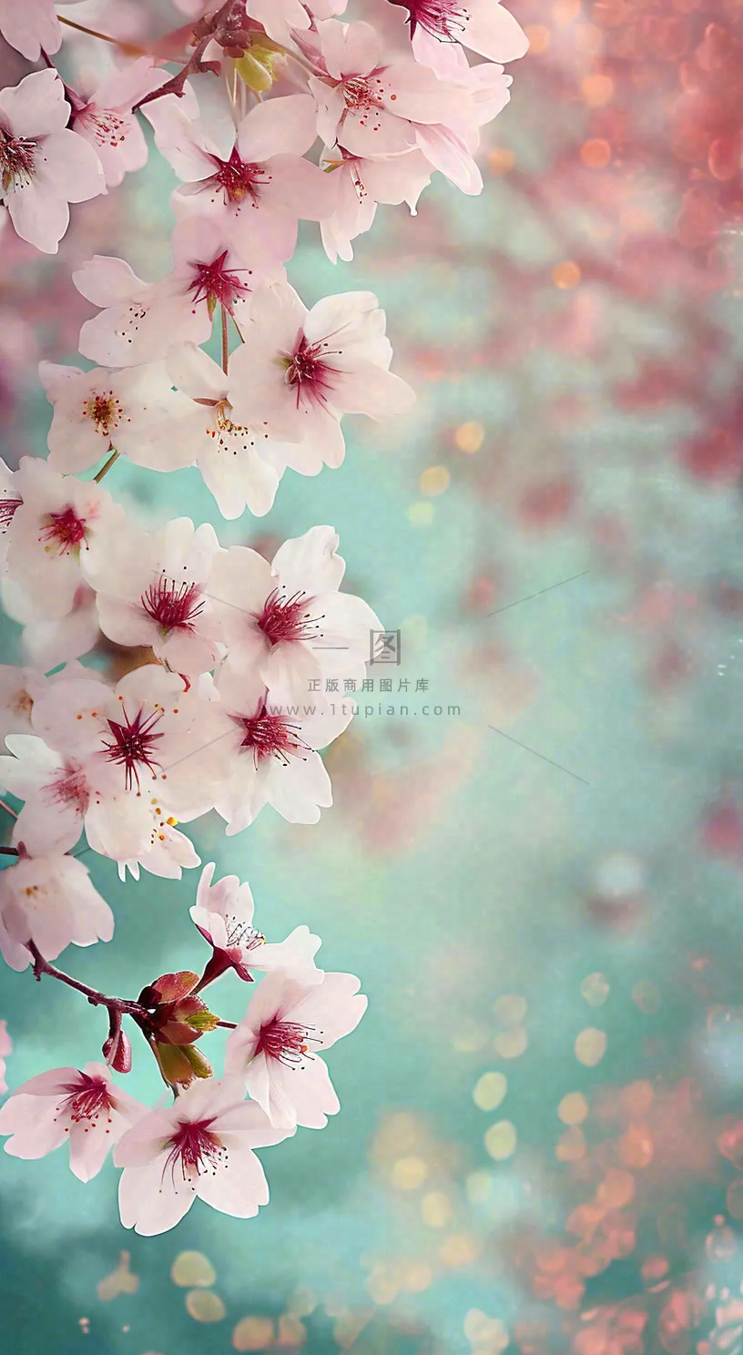 绚丽浪漫粉白色樱花花朵，惊蛰立春摄影图