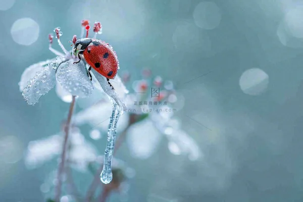 下雨天白色花朵上的七星瓢虫昆虫春天雨水谷雨摄影图