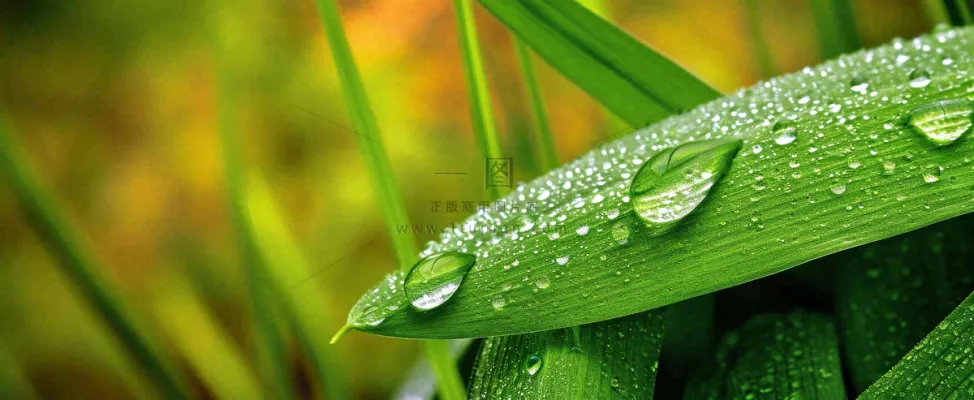 夏天绿叶露水露珠萌芽清新，雨水白露谷雨摄影图