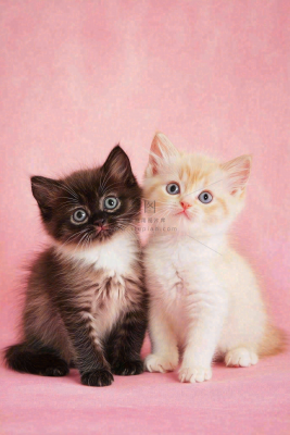 可爱的小猫萌宠宠物动物摄影图 可爱的小猫萌宠宠物动物摄影图