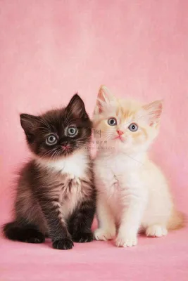 可爱的小猫萌宠宠物动物摄影图 可爱的小猫萌宠宠物动物摄影图